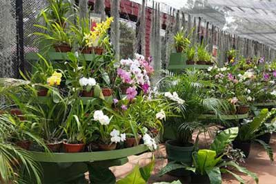 Peradeniya Botanical Garden | elephanttoe.com