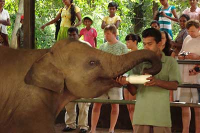 Pinnawala Elephant Orphange | elephanttoe.com