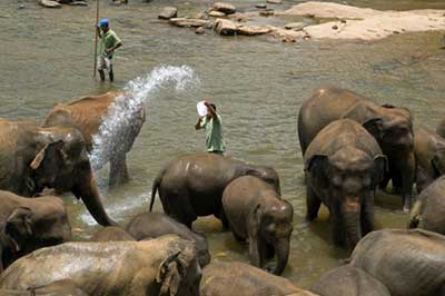 Pinnawala Elephant Bath | elephanttoe.com