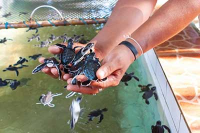 Turtle Hatchery Kosgoda | elephanttoe.com