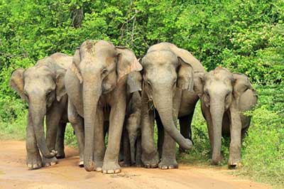 Udawalawe Sri Lanka | elephanttoe.com