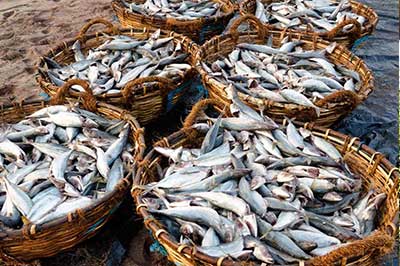 Fish Market Negombo | elephanttoe.com