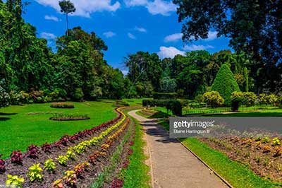 Kandy Botanical Garden | elephanttoe.com