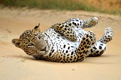 Lepord Yala Sri Lanak | elephanttoe.com