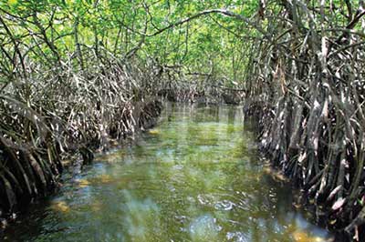 Madu River Boat Safari| elephanttoe.com