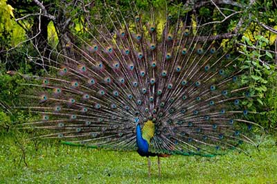 Pecock Sri Lanka | elephanttoe.com