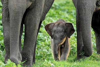 Minneriya Safari | elephanttoe.com