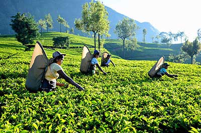 Nuwara Eliya Tea | elephanttoe.com