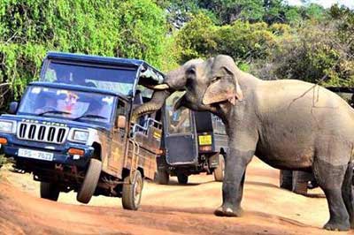 Yala Jeep Safari | elephanttoe.com