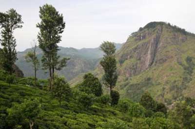 Little Adam's Peak Mount | elephanttoe.com