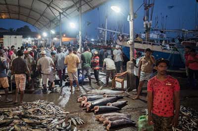 Negombo Fish Market | elephanttoe.com