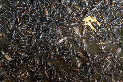 See Turtal  | elephanttoe.com