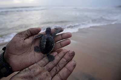 Turtal Watching Sri Lanka | elephanttoe.com