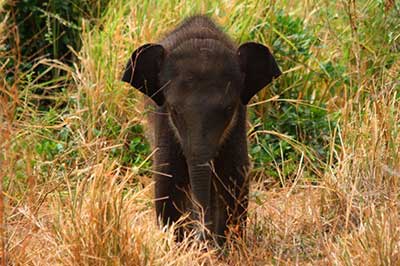 Udawalawe Baby Elephant | elephanttoe.com