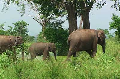 Udawalawe Fox  | elephanttoe.com