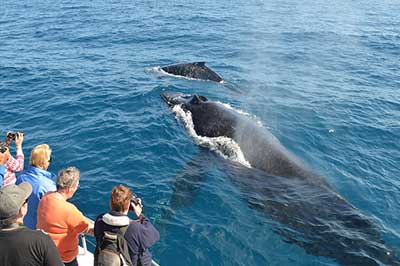 Whales Watching | elephanttoe.com