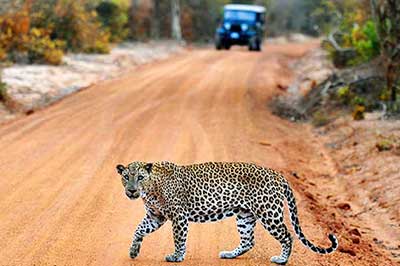 Yala National Park | elephanttoe.com