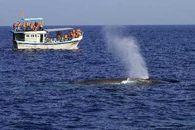 Blue Whales Sri Lanka | elephanttoe.com
