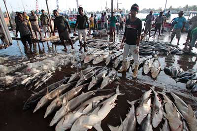Fish Market Negombo | elephanttoe.com
