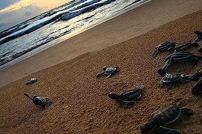 Turtal Watching Sri Lanka Rekawa |elephanttoe.com