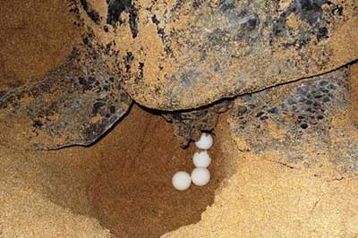 Turtal Watching Rekawa | elephanttoe.com