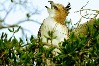 Udawalawe Eagle | elephanttoe.com