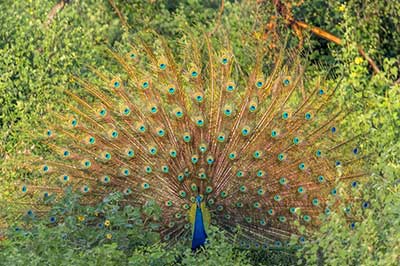 Udawalawe National Park | elephanttoe.com
