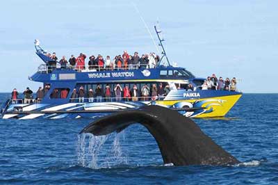 Whales Watching Mirissa | elephanttoe.com